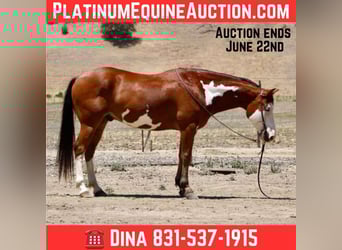 American Quarter Horse, Wallach, 11 Jahre, 147 cm, Overo-alle-Farben