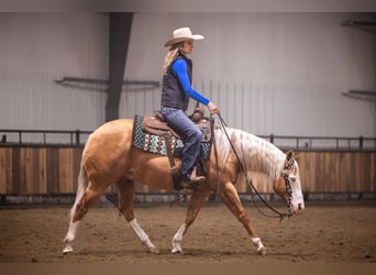 American Quarter Horse, Wallach, 11 Jahre, 147 cm, Palomino