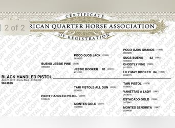 American Quarter Horse, Wallach, 11 Jahre, 147 cm, Rappe