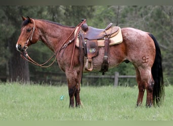 American Quarter Horse, Wallach, 11 Jahre, 147 cm, Roan-Bay