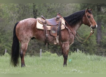 American Quarter Horse, Wallach, 11 Jahre, 147 cm, Roan-Bay