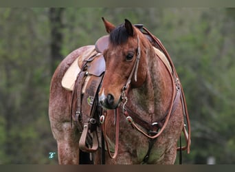 American Quarter Horse, Wallach, 11 Jahre, 147 cm, Roan-Bay