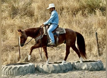 American Quarter Horse, Wallach, 11 Jahre, 147 cm, Roan-Red