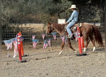 American Quarter Horse, Wallach, 11 Jahre, 147 cm, Roan-Red