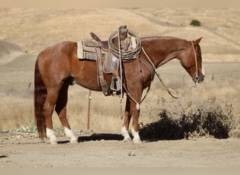 American Quarter Horse, Wallach, 11 Jahre, 147 cm, Roan-Red