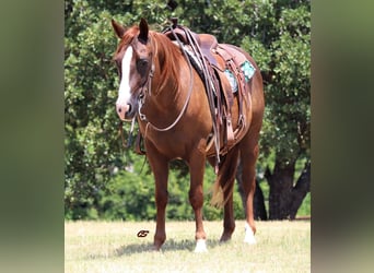 American Quarter Horse, Wallach, 11 Jahre, 147 cm, Rotfuchs