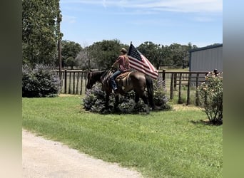 American Quarter Horse, Wallach, 11 Jahre, 147 cm, Tobiano-alle-Farben