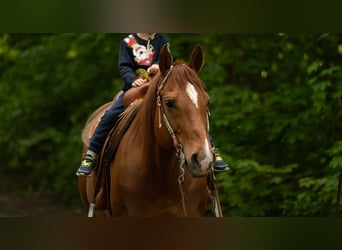 American Quarter Horse, Wallach, 11 Jahre, 148 cm, Dunkelfuchs