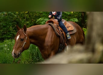 American Quarter Horse, Wallach, 11 Jahre, 148 cm, Dunkelfuchs