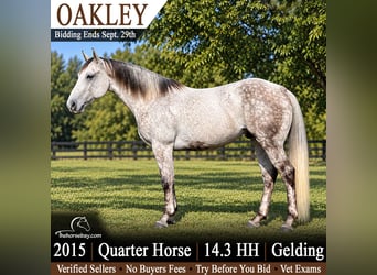 American Quarter Horse, Wallach, 11 Jahre, 150 cm, Apfelschimmel