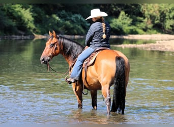 American Quarter Horse, Wallach, 11 Jahre, 150 cm, Buckskin