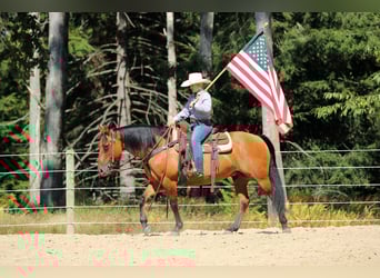 American Quarter Horse, Wallach, 11 Jahre, 150 cm, Buckskin