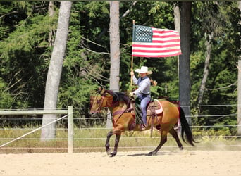 American Quarter Horse, Wallach, 11 Jahre, 150 cm, Buckskin