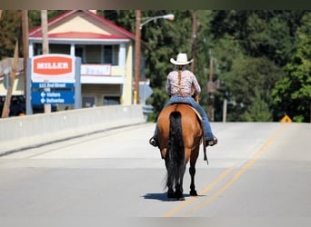 American Quarter Horse, Wallach, 11 Jahre, 150 cm, Buckskin