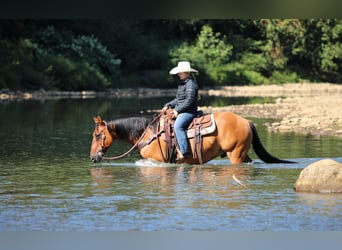 American Quarter Horse, Wallach, 11 Jahre, 150 cm, Buckskin