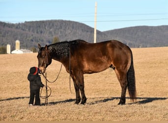 American Quarter Horse, Wallach, 11 Jahre, 150 cm, Buckskin