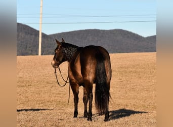 American Quarter Horse, Wallach, 11 Jahre, 150 cm, Buckskin