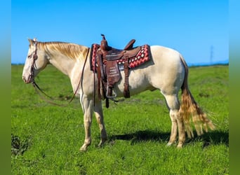 American Quarter Horse, Wallach, 11 Jahre, 150 cm, Champagne