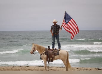 American Quarter Horse, Wallach, 11 Jahre, 150 cm, Cremello
