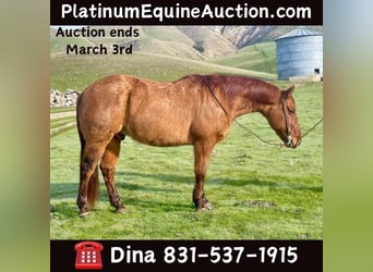 American Quarter Horse, Wallach, 11 Jahre, 150 cm, Falbe