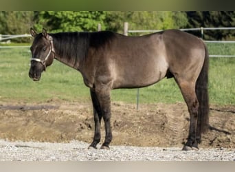 American Quarter Horse, Wallach, 11 Jahre, 150 cm, Grullo
