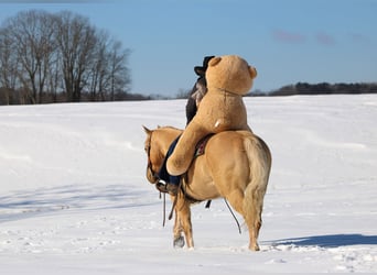 American Quarter Horse, Wallach, 11 Jahre, 150 cm, Palomino