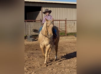 American Quarter Horse, Wallach, 11 Jahre, 150 cm, Palomino
