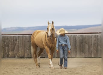 American Quarter Horse, Wallach, 11 Jahre, 150 cm, Palomino