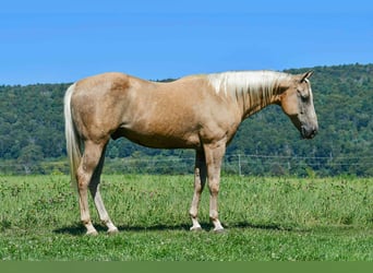 American Quarter Horse, Wallach, 11 Jahre, 150 cm, Palomino