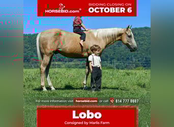 American Quarter Horse, Wallach, 11 Jahre, 150 cm, Palomino