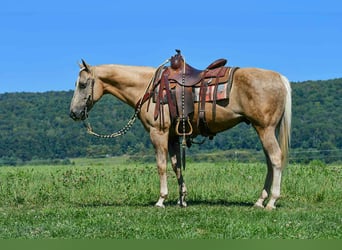 American Quarter Horse, Wallach, 11 Jahre, 150 cm, Palomino