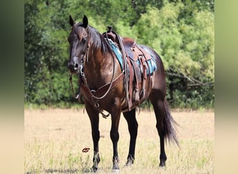American Quarter Horse, Wallach, 11 Jahre, 150 cm, Rappe