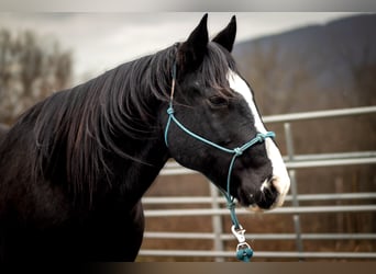 American Quarter Horse, Wallach, 11 Jahre, 150 cm, Rappe