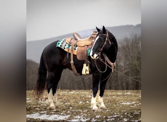 American Quarter Horse, Wallach, 11 Jahre, 150 cm, Rappe