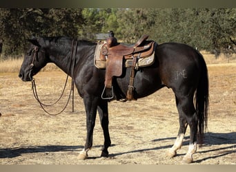 American Quarter Horse, Wallach, 11 Jahre, 150 cm, Rappe