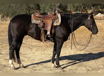 American Quarter Horse, Wallach, 11 Jahre, 150 cm, Rappe