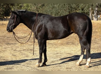 American Quarter Horse, Wallach, 11 Jahre, 150 cm, Rappe