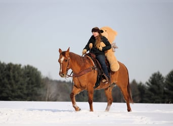 American Quarter Horse, Wallach, 11 Jahre, 150 cm, Red Dun