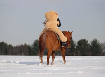 American Quarter Horse, Wallach, 11 Jahre, 150 cm, Red Dun