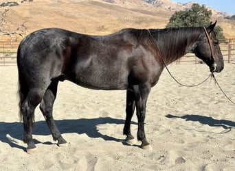 American Quarter Horse, Wallach, 11 Jahre, 150 cm, Roan-Blue