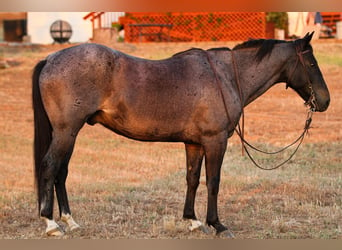 American Quarter Horse, Wallach, 11 Jahre, 150 cm, Roan-Blue