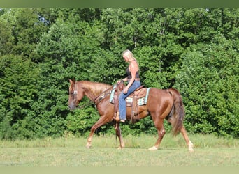 American Quarter Horse, Wallach, 11 Jahre, 150 cm, Roan-Red