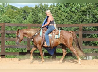 American Quarter Horse, Wallach, 11 Jahre, 150 cm, Roan-Red