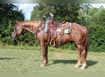 American Quarter Horse, Wallach, 11 Jahre, 150 cm, Roan-Red