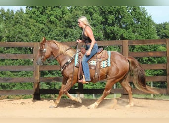 American Quarter Horse, Wallach, 11 Jahre, 150 cm, Roan-Red