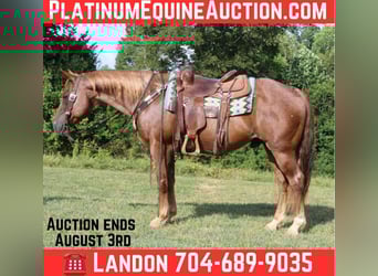 American Quarter Horse, Wallach, 11 Jahre, 150 cm, Roan-Red