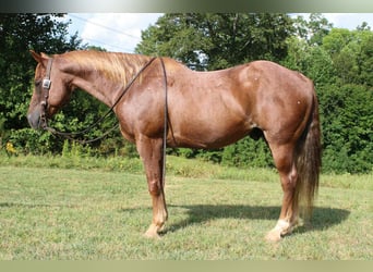 American Quarter Horse, Wallach, 11 Jahre, 150 cm, Roan-Red