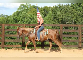 American Quarter Horse, Wallach, 11 Jahre, 150 cm, Roan-Red