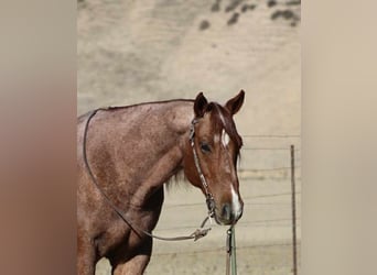 American Quarter Horse, Wallach, 11 Jahre, 150 cm, Roan-Red