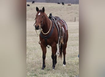 American Quarter Horse, Wallach, 11 Jahre, 150 cm, Rotbrauner